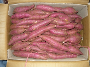 Sweet Potato - Light Purple Flesh